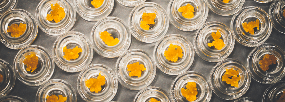 marijuana concentrates